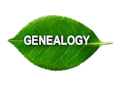 Genealogy