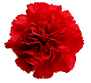 Red Carnation